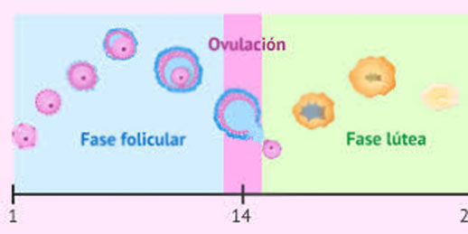 asi-es-como-puedes-calcular-tus-dias-f3rtiles-para-quedar-embarazada-003