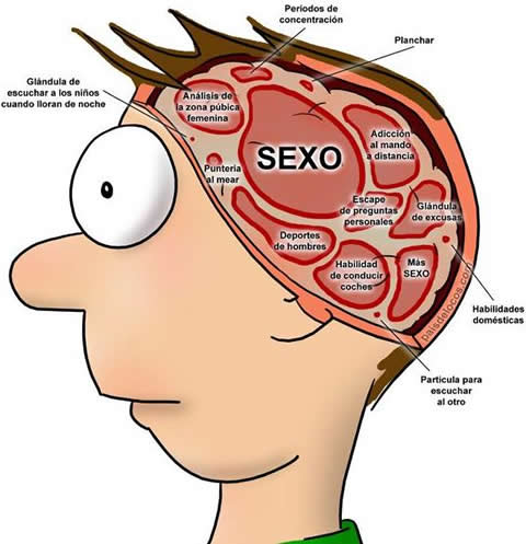 los-7-hechos-cientificamente-comprobados-sobre-el-cerebro-femenino-y-masculino-y-ciertos-estereotipos-que-ya-es-hora-de-olvidar-002